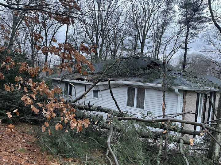 Rescue20221223FallenTreeBrookfieldSt